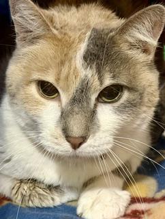 BEV, a Adoptable Dilute Calico in Lake Ozark, MO image 5/5