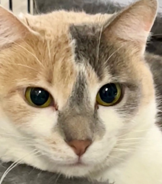 BEV, a Adoptable Dilute Calico in Lake Ozark, MO image 1/3