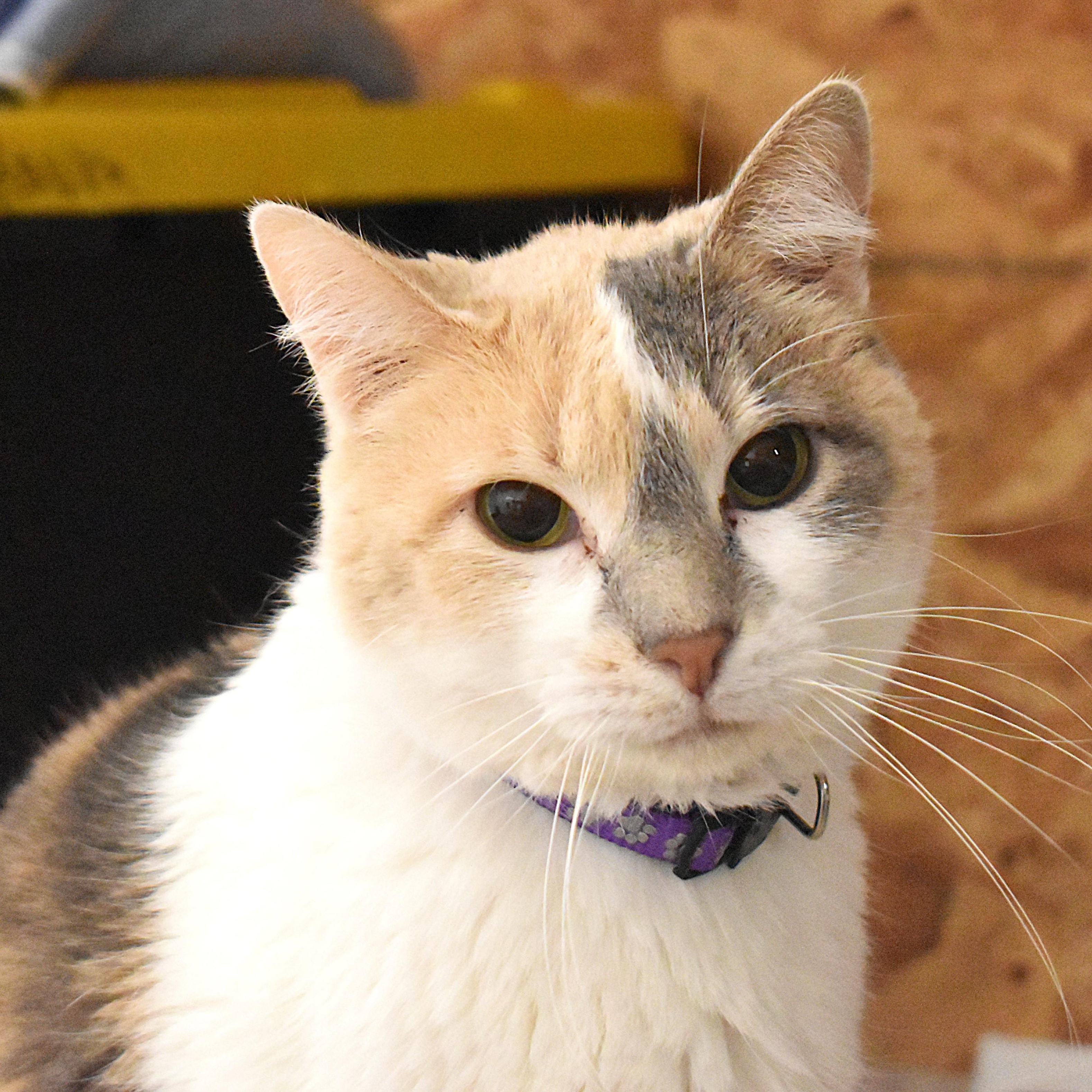 BEV, a Adoptable Dilute Calico in Lake Ozark, MO image 1/5
