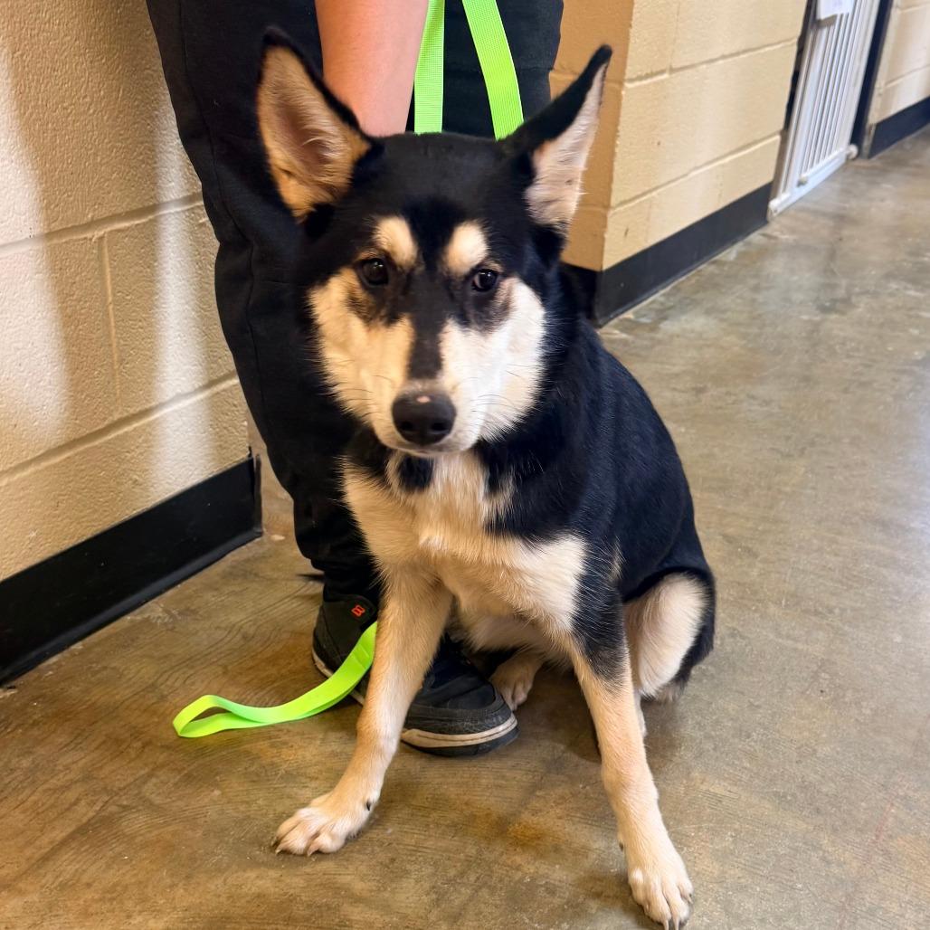 Enlarge Meshka, a Adoptable mixed breed in Corinth, MS image 1/1