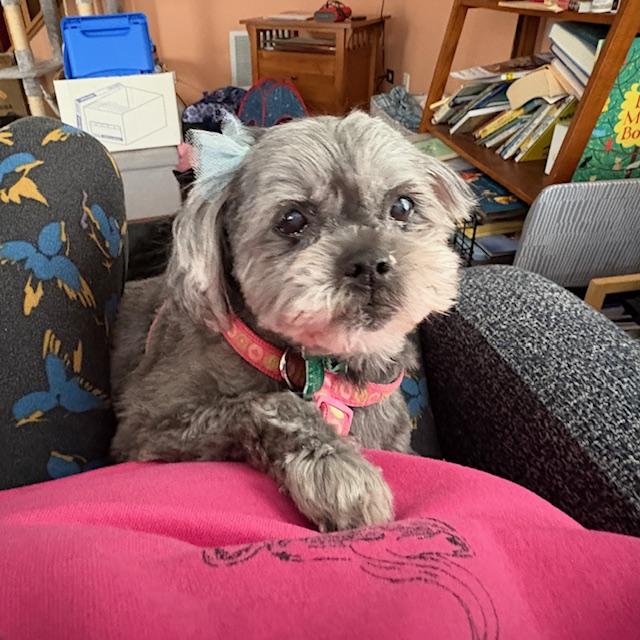 Pepper, ADOPTABLE, Senior Female Lhasa Apso.