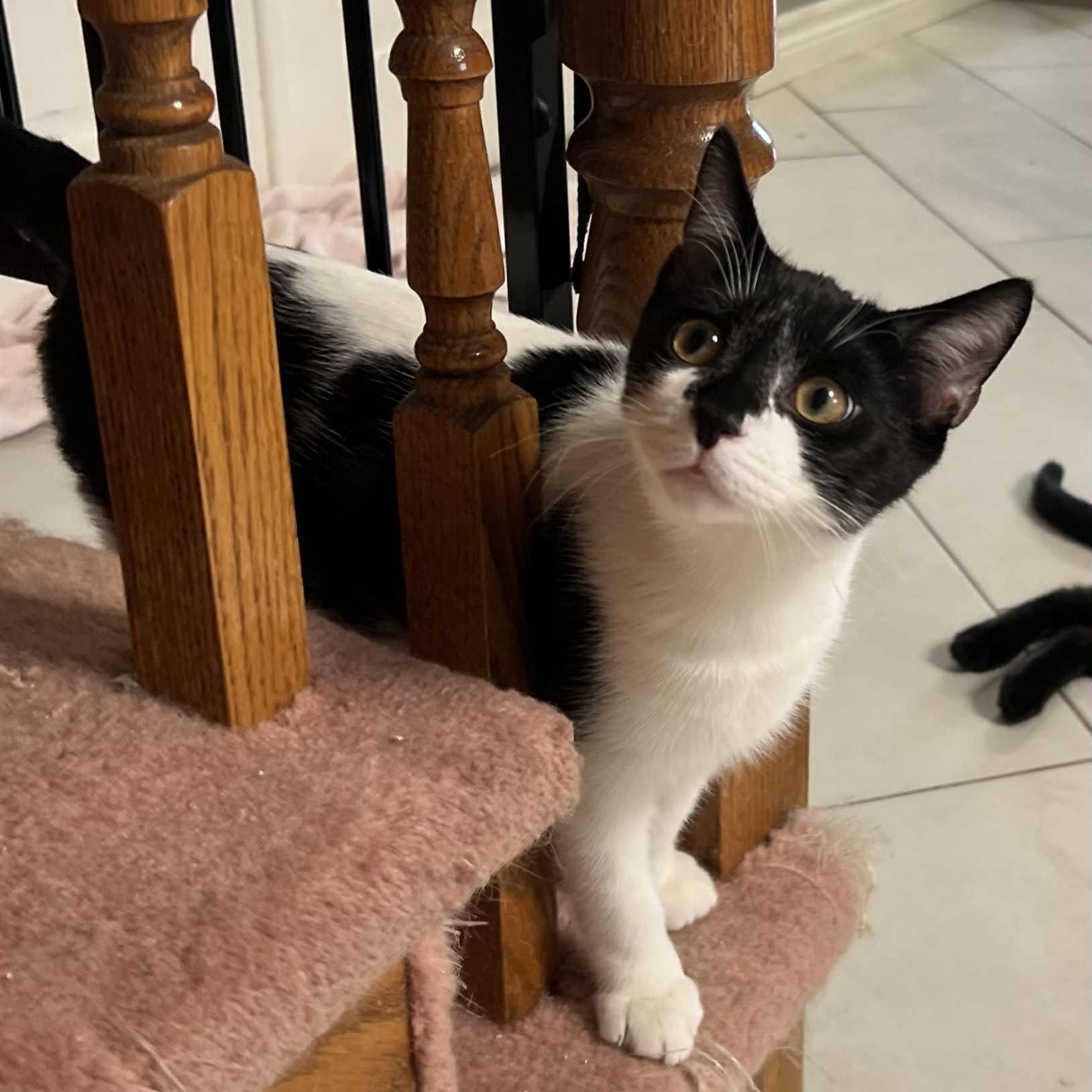 Andromeda - A Charming Gentleman!, an adoptable Tuxedo in Hamilton, ON image 5/5