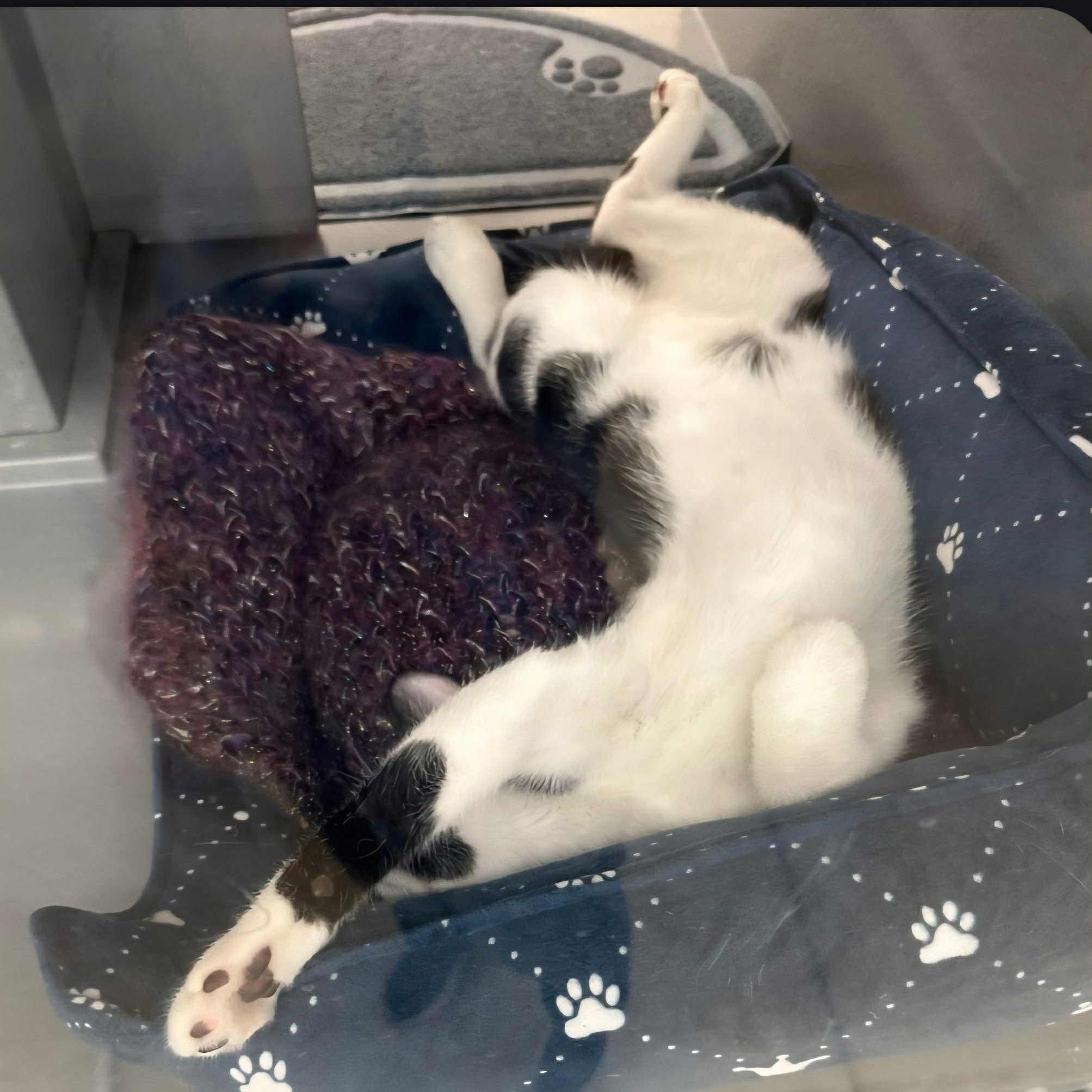 Andromeda - A Charming Gentleman!, an adoptable Tuxedo in Hamilton, ON image 3/5