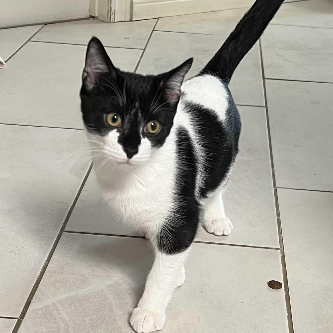 Andromeda - A Charming Gentleman!, an adoptable Tuxedo in Hamilton, ON image 4/5