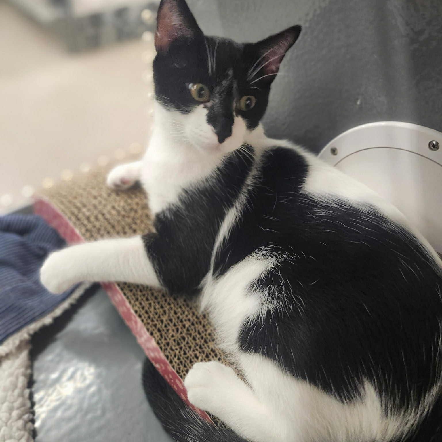 Andromeda - A Charming Gentleman!, an adoptable Tuxedo in Hamilton, ON image 2/5