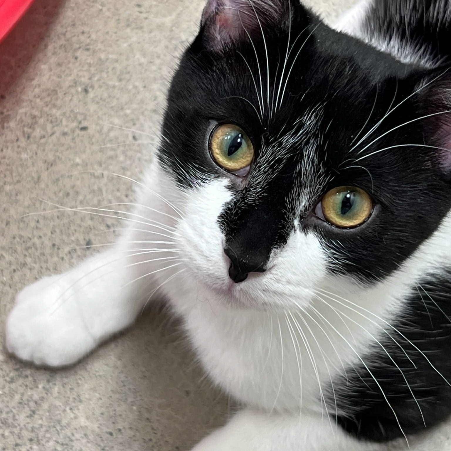 Andromeda - A Charming Gentleman!, an adoptable Tuxedo in Hamilton, ON image 1/5