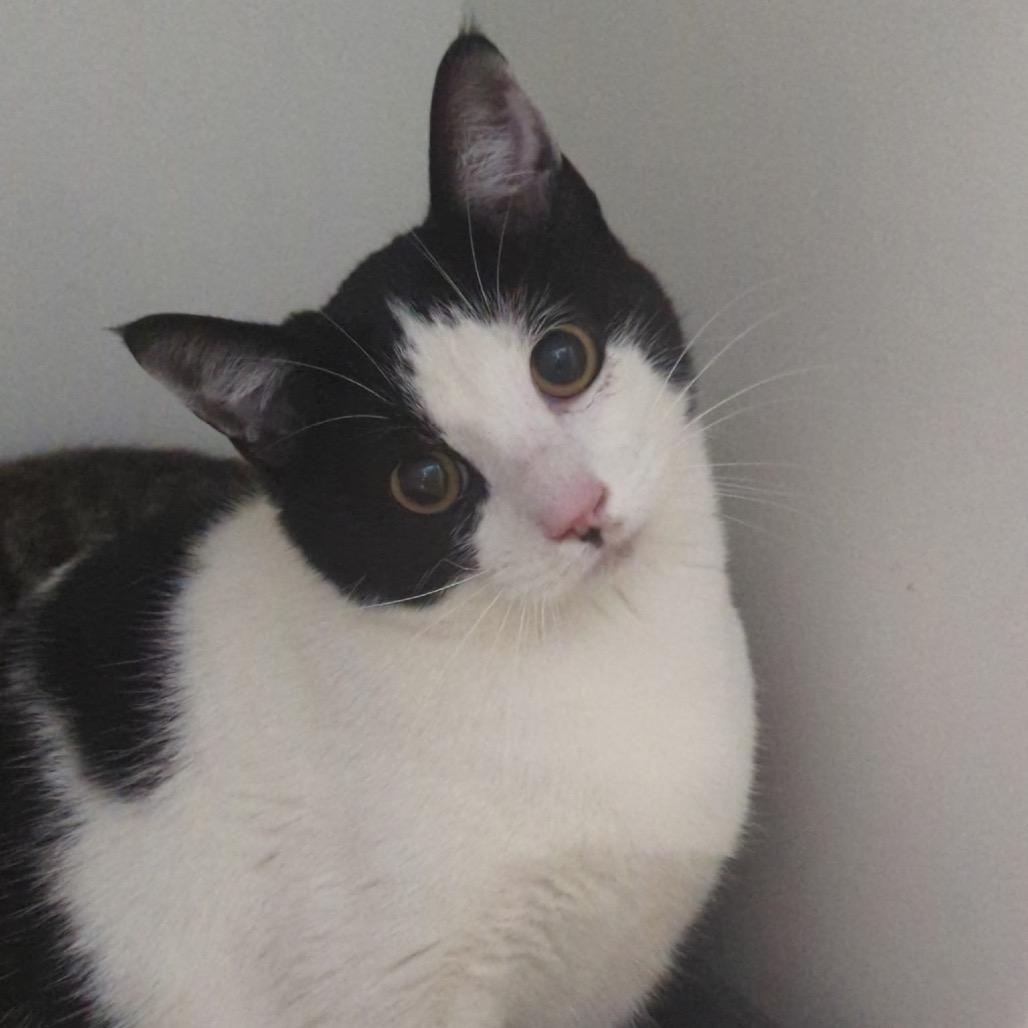 Hermie, Adoptable, Adult Male Domestic Short Hair.