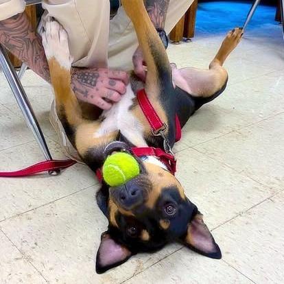 Nacho, Adoptable, Young Male Terrier & Rottweiler.