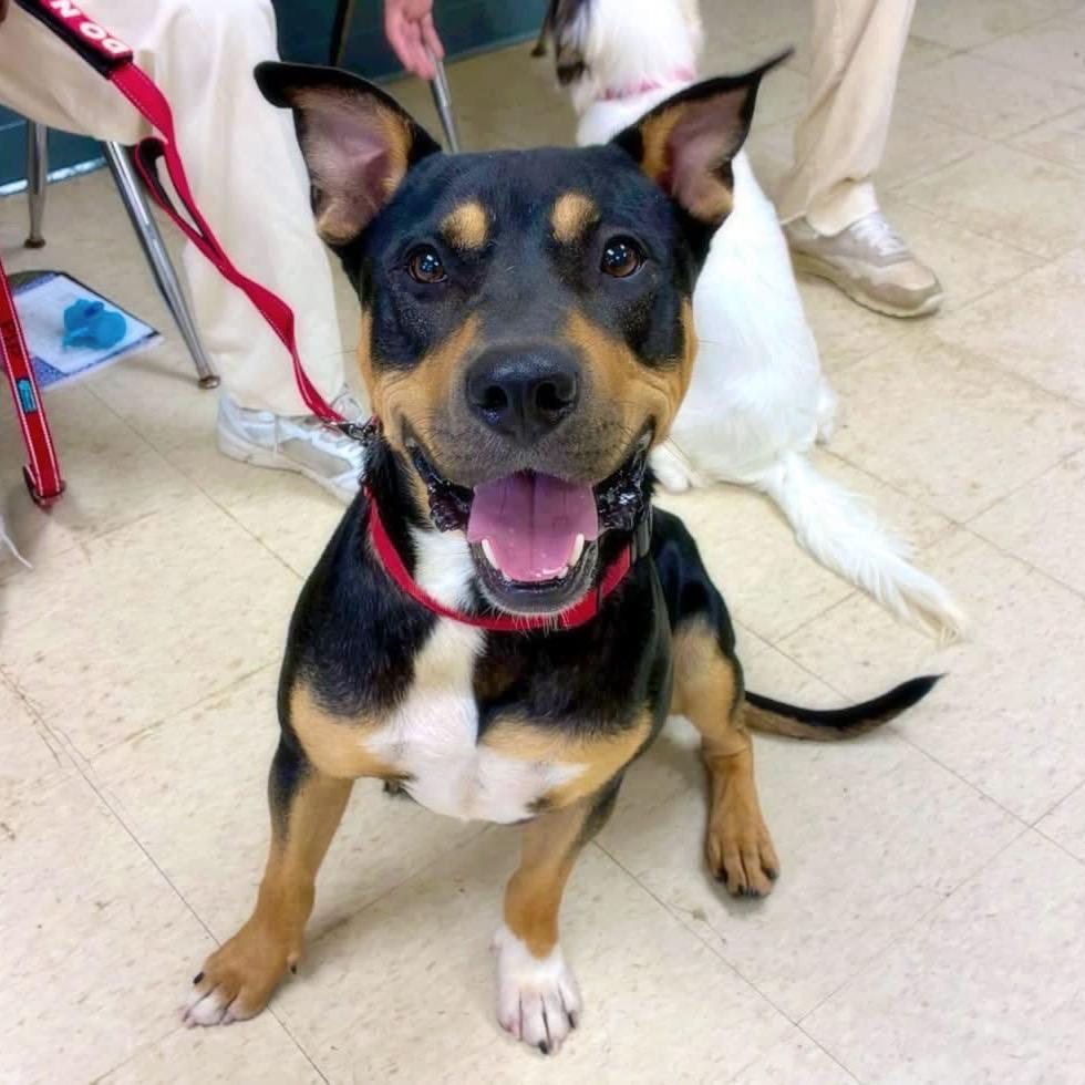 Nacho, Adoptable, Young Male Terrier & Rottweiler.
