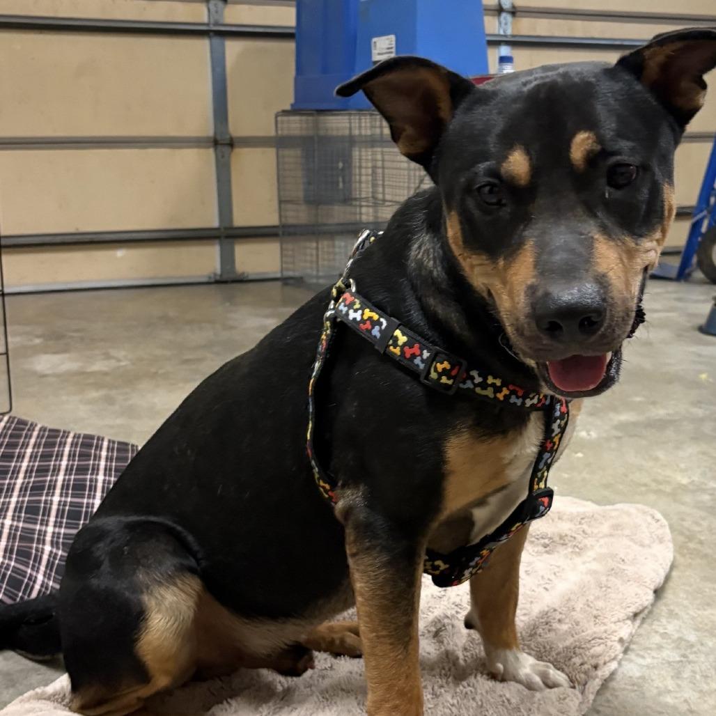 Nacho, a Adoptable mixed breed in Little Rock, AR image 2/2