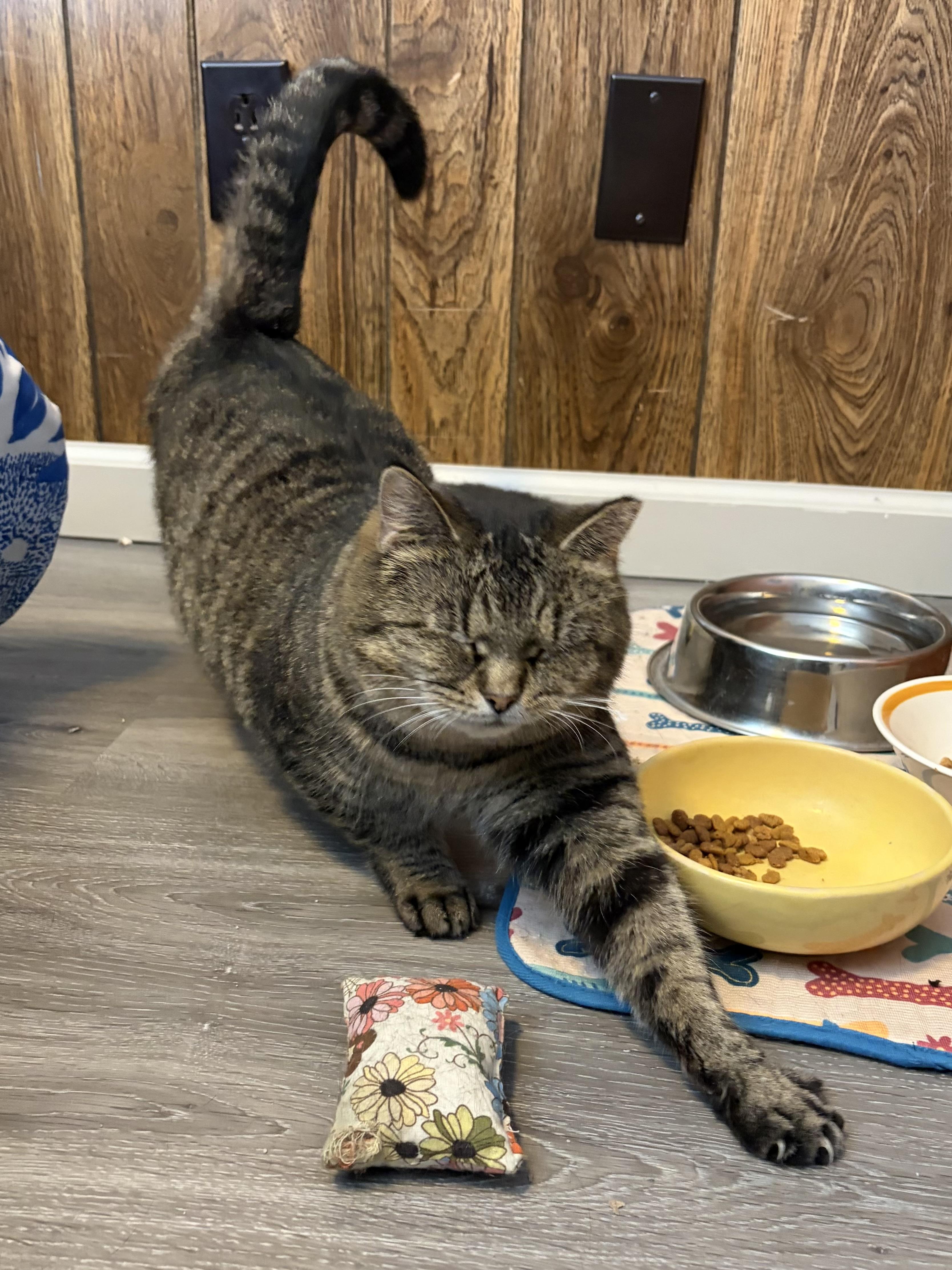Hazel, ADOPTABLE, Young Female Tabby.