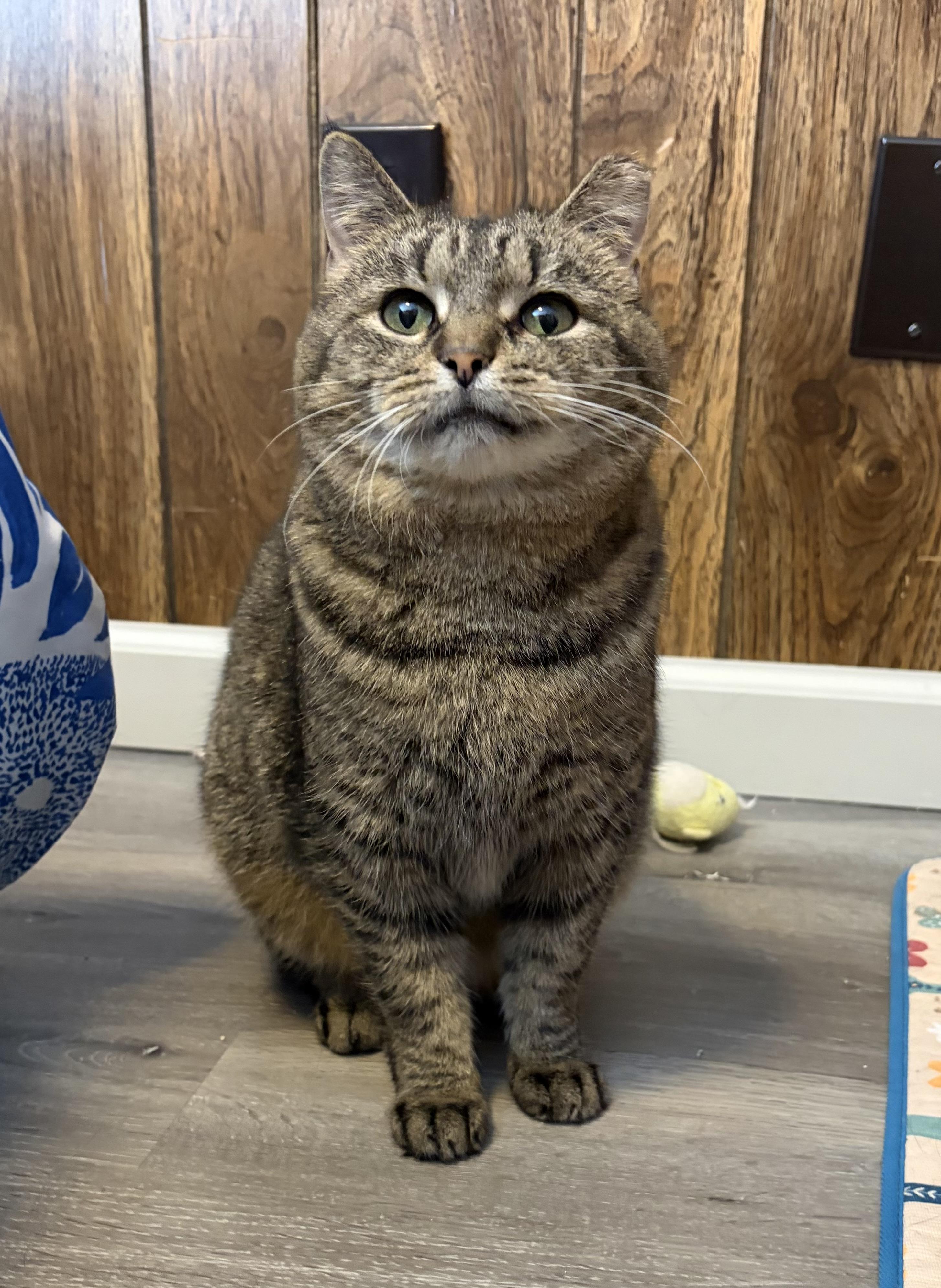 Enlarge Hazel, a ADOPTABLE Tabby in Murray, KY image 1/3