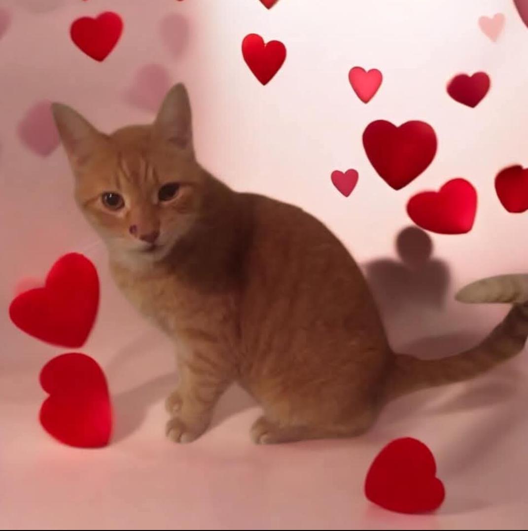 Aiden, Adoptable, Senior Male Domestic Short Hair.