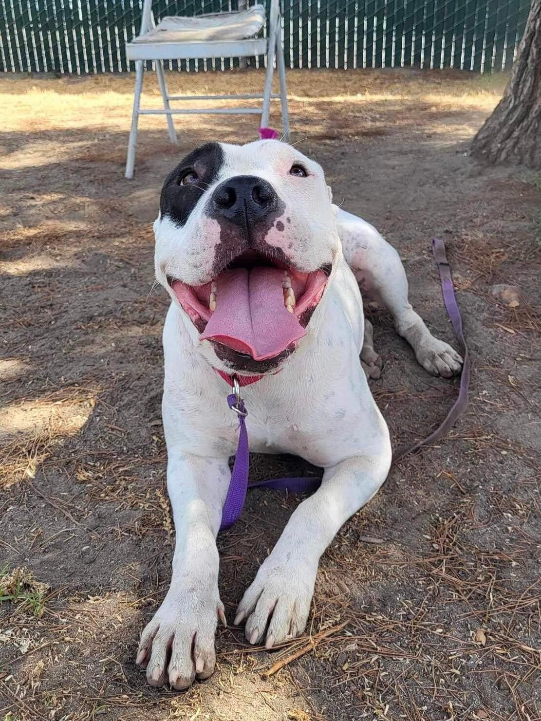 Dottie, a Adoptable Pit Bull Terrier in Simi Valley, CA image 1/4