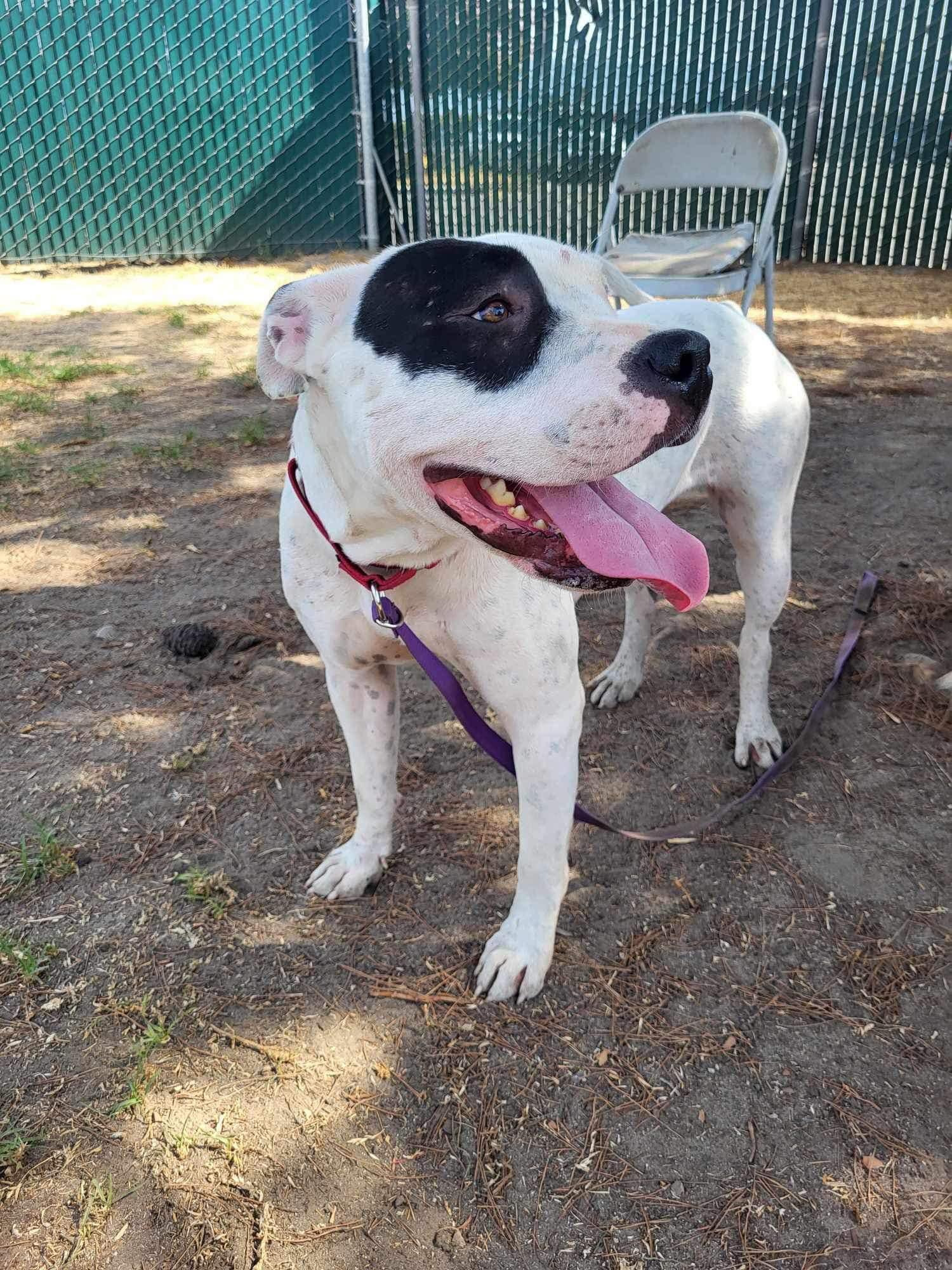Dottie, a Adoptable Pit Bull Terrier in Simi Valley, CA image 3/4