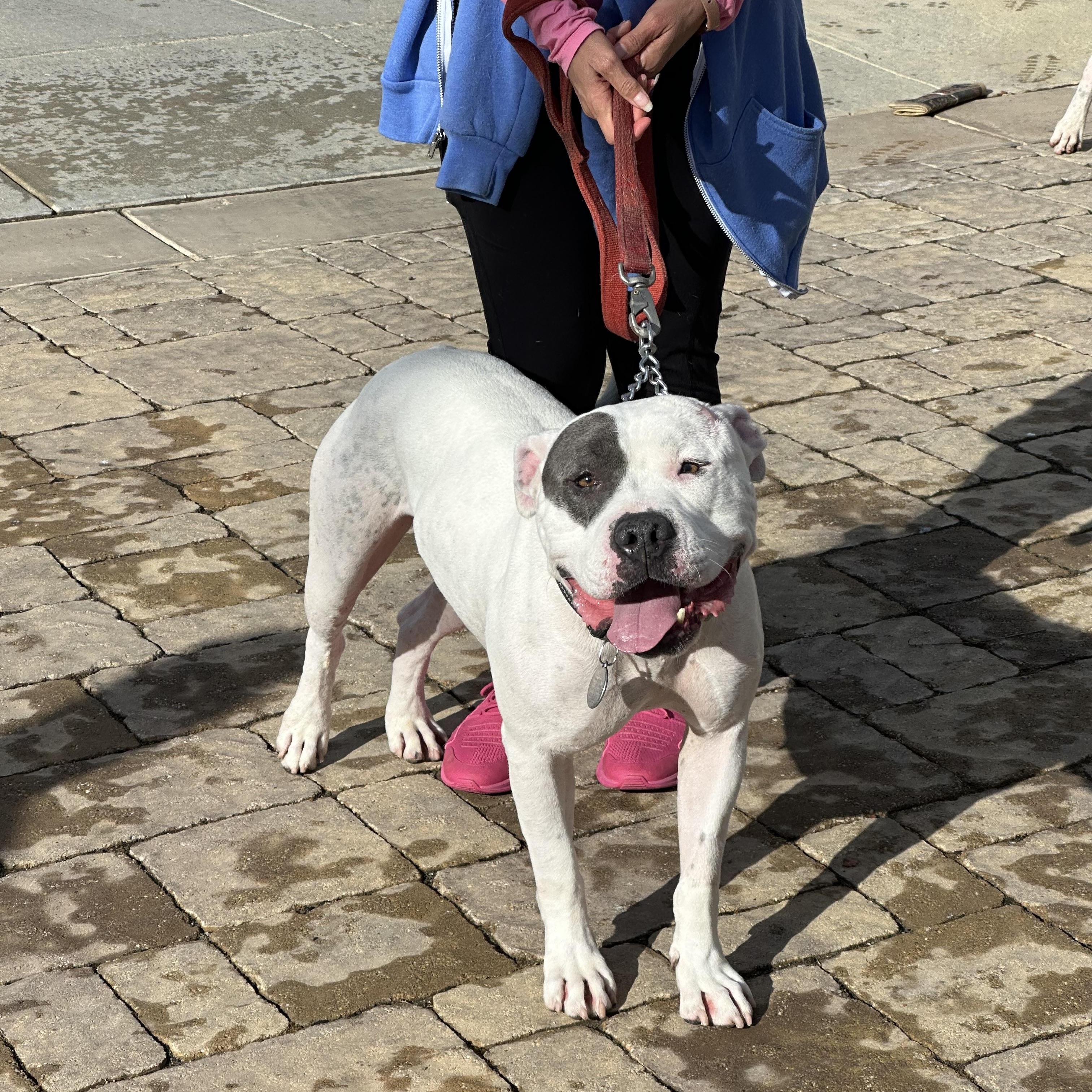 Dottie, a Adoptable Pit Bull Terrier in Simi Valley, CA image 4/4
