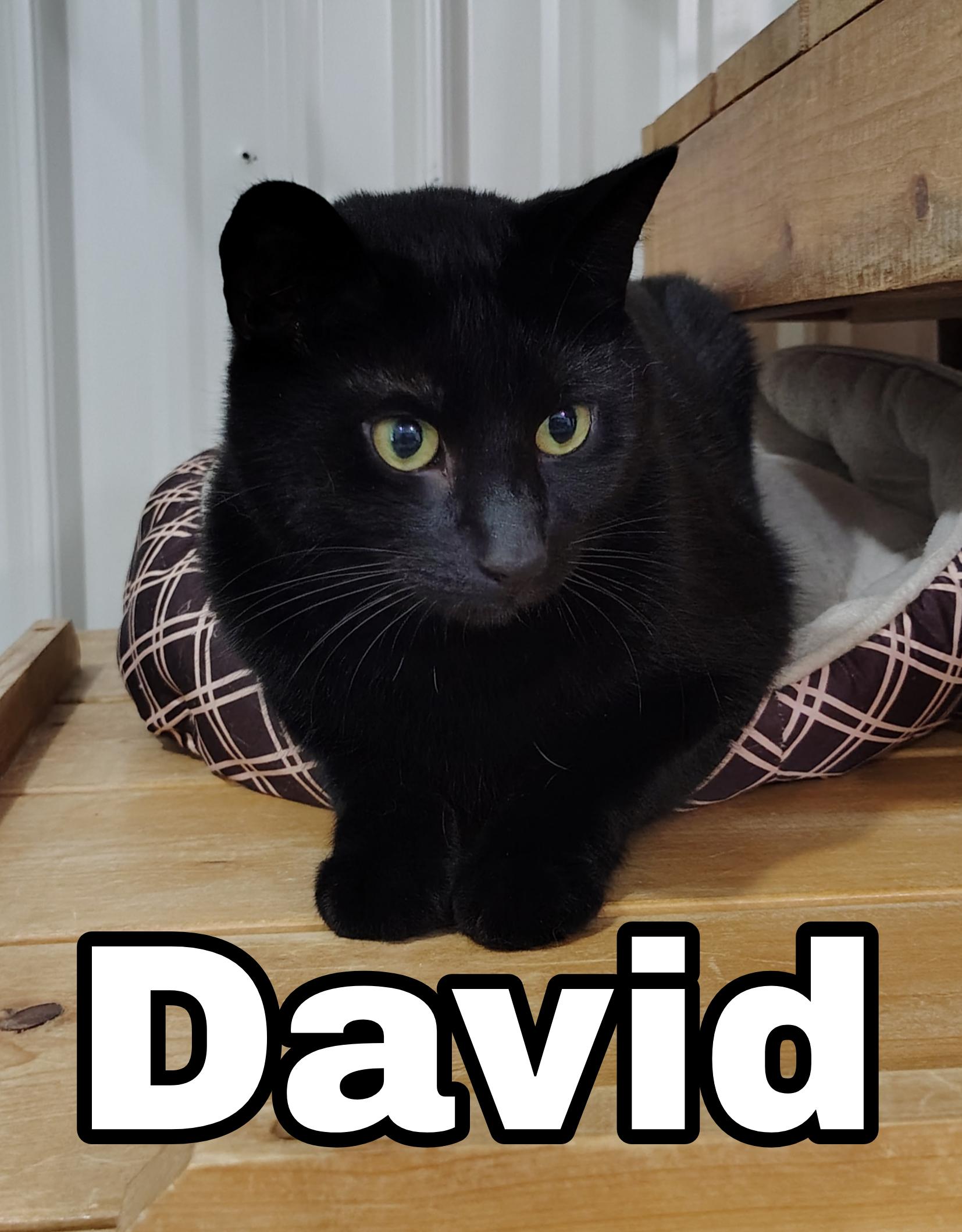 David, ADOPTABLE, Adult Male Domestic Short Hair.