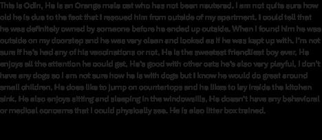 Enlarge Oliver & Pumpkin, a Adoptable Domestic Short Hair in Oswego, NY image 1/6