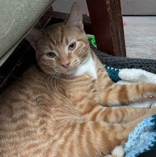 Enlarge Oliver & Pumpkin, a Adoptable Domestic Short Hair in Oswego, NY image 6/6