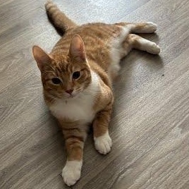 Enlarge Oliver & Pumpkin, a Adoptable Domestic Short Hair in Oswego, NY image 5/6