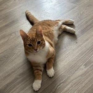 Oliver & Pumpkin, Adoptable, Kitten Male Domestic Short Hair.