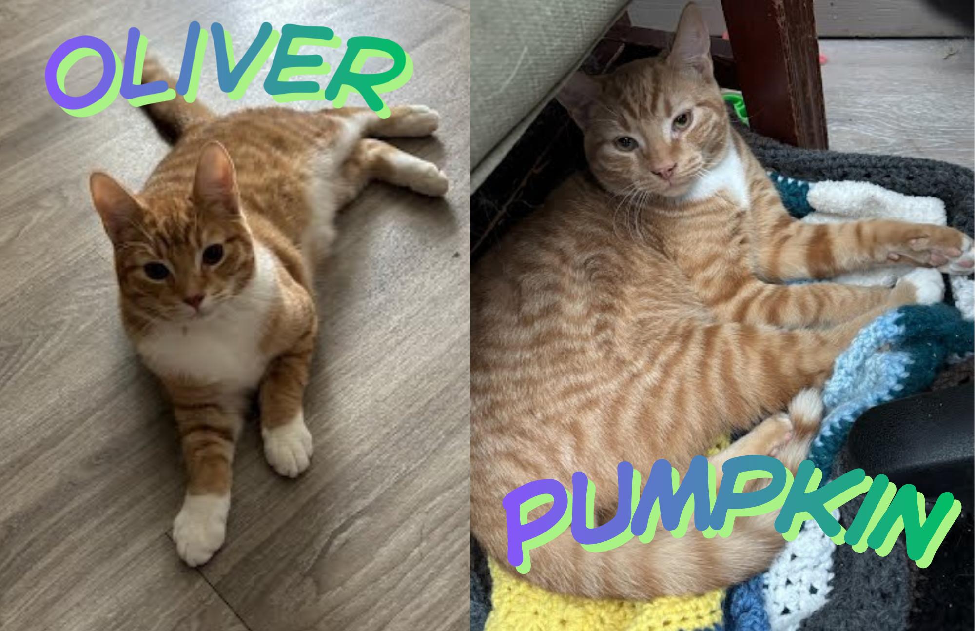 Oliver & Pumpkin, Adoptable, Kitten Male Domestic Short Hair.