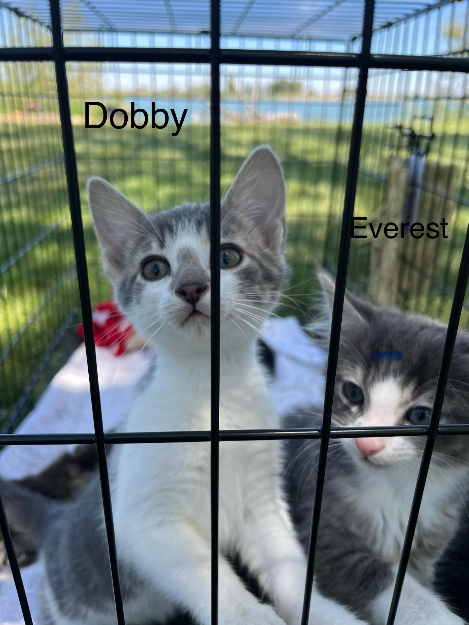 Enlarge Dobby, a Adopted Domestic Short Hair in Heyburn, ID image 1/1