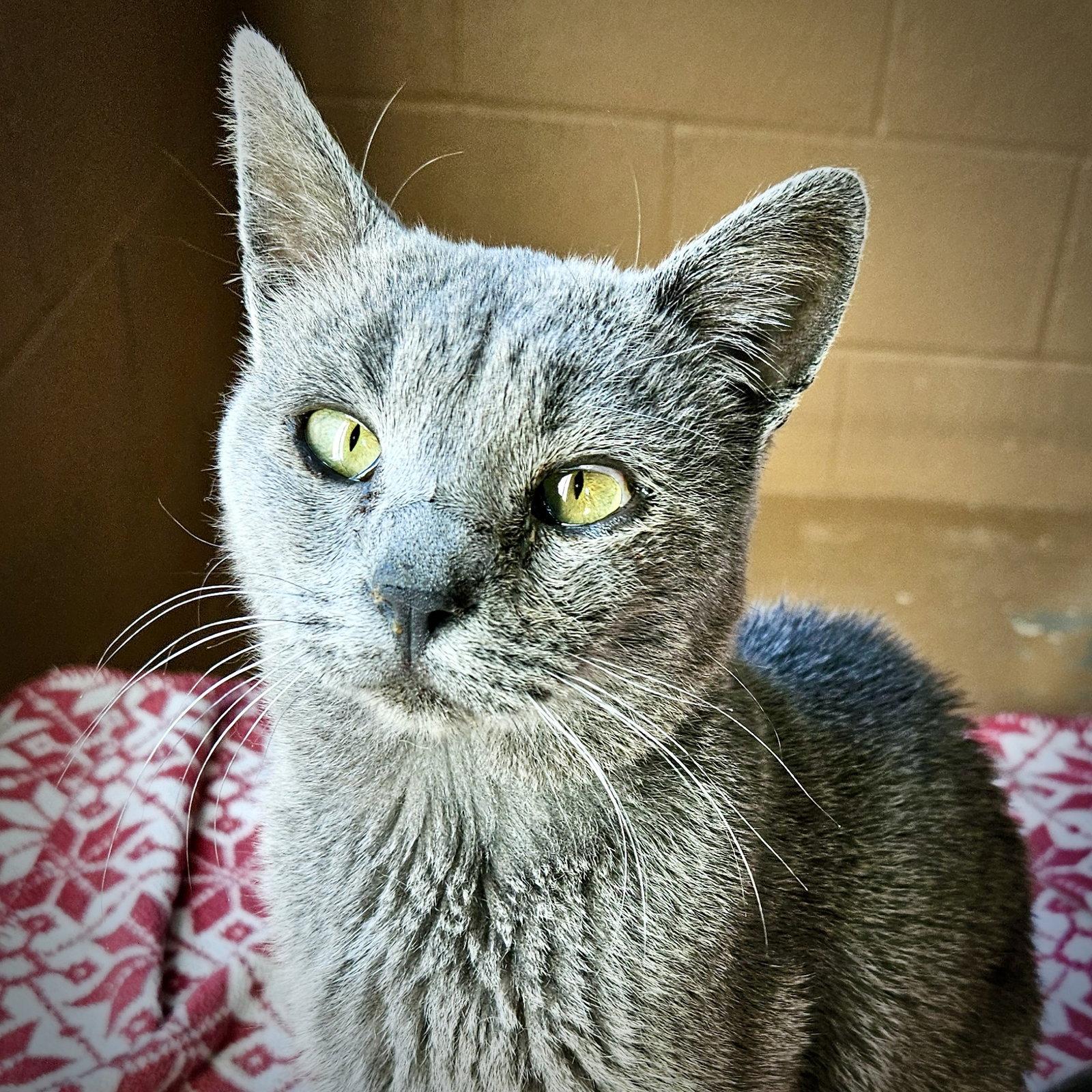 Tetsu, Adoptable, Senior Male Domestic Short Hair.