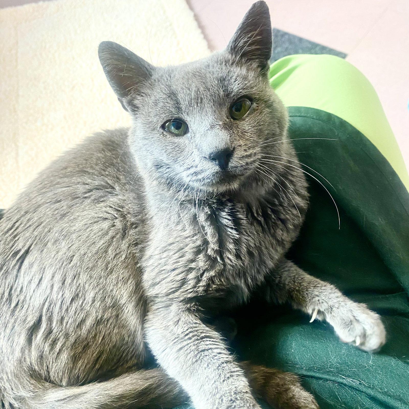 Enlarge Tetsu, a Adoptable Domestic Short Hair in Oakland, CA image 2/3