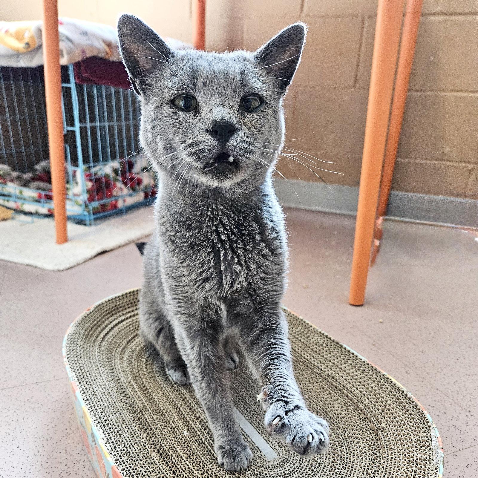 Enlarge Tetsu, a Adoptable Domestic Short Hair in Oakland, CA image 3/3