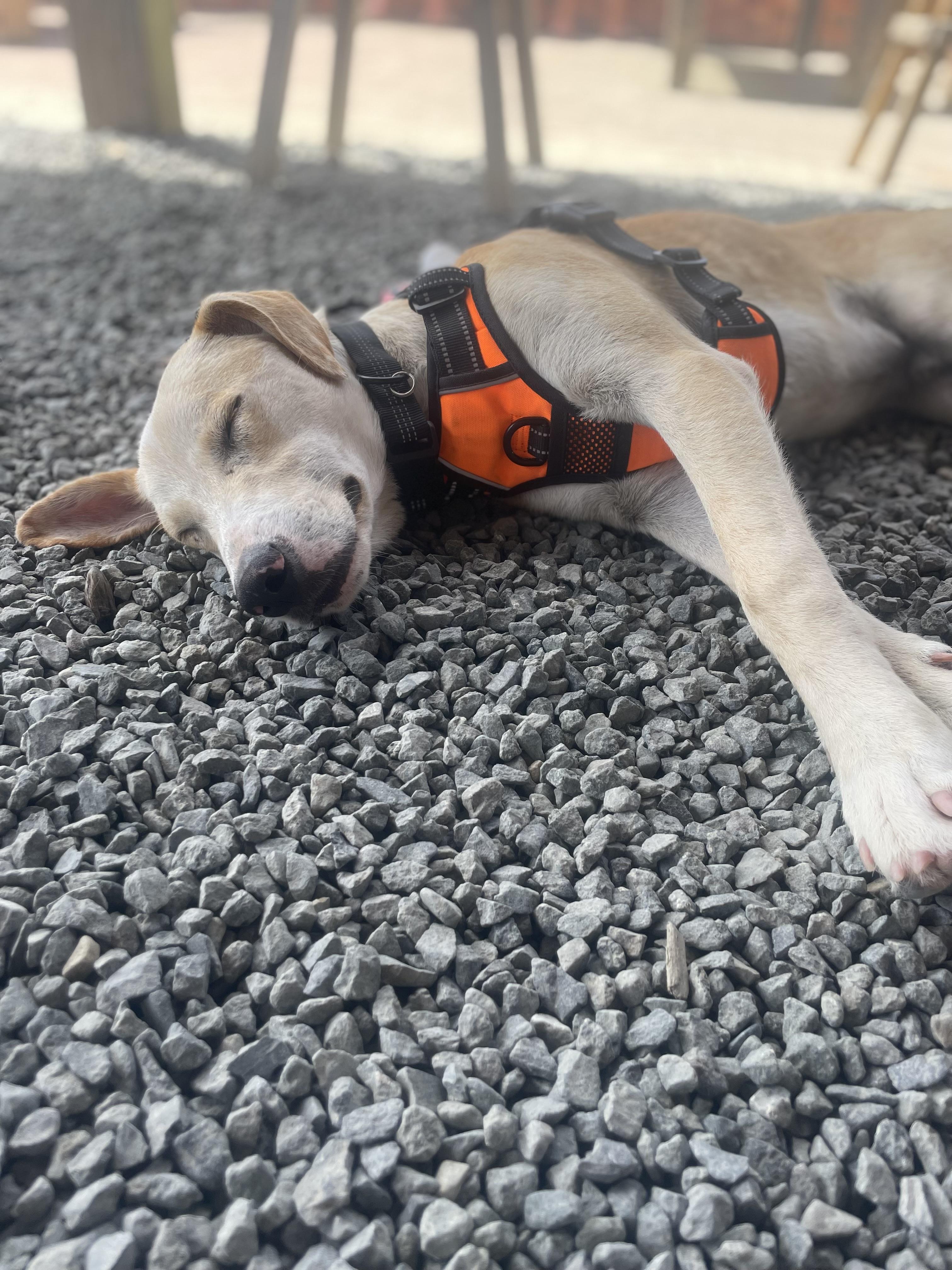 Enlarge Diez, an adoption pending mixed breed in Milwaukie, OR image 1/6