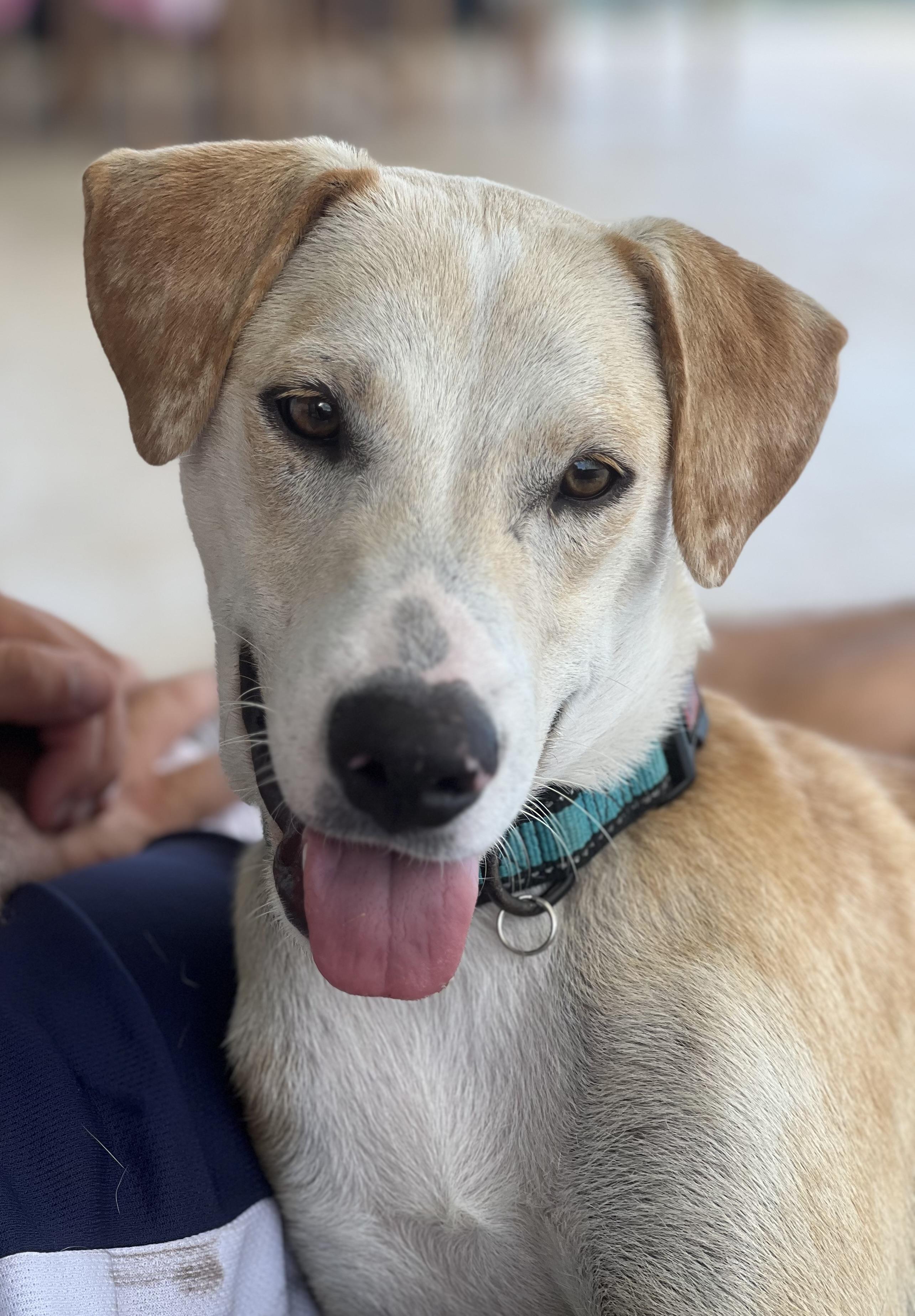 Enlarge Diez, an adoption pending mixed breed in Milwaukie, OR image 3/6
