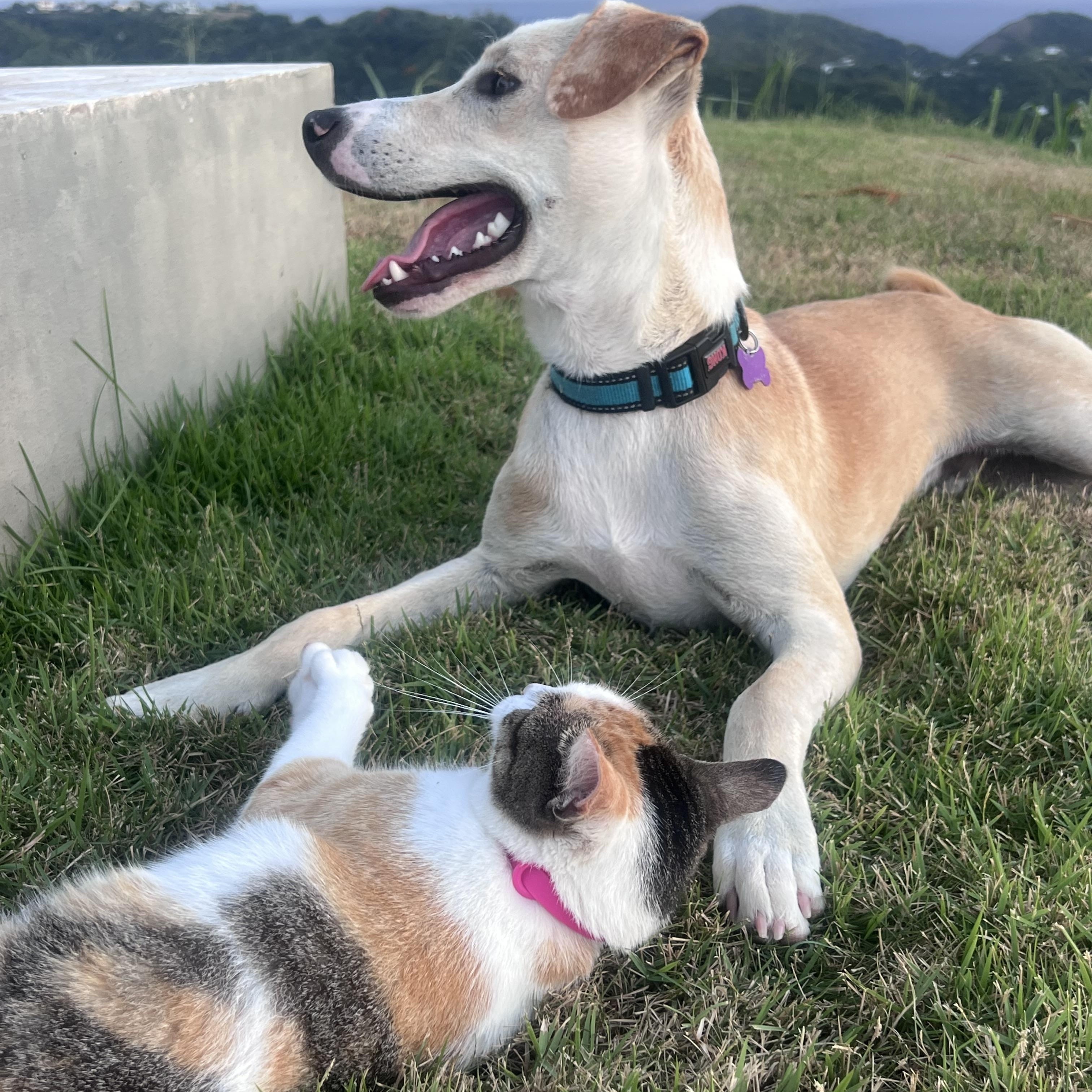 Enlarge Diez, an adoption pending mixed breed in Milwaukie, OR image 2/6