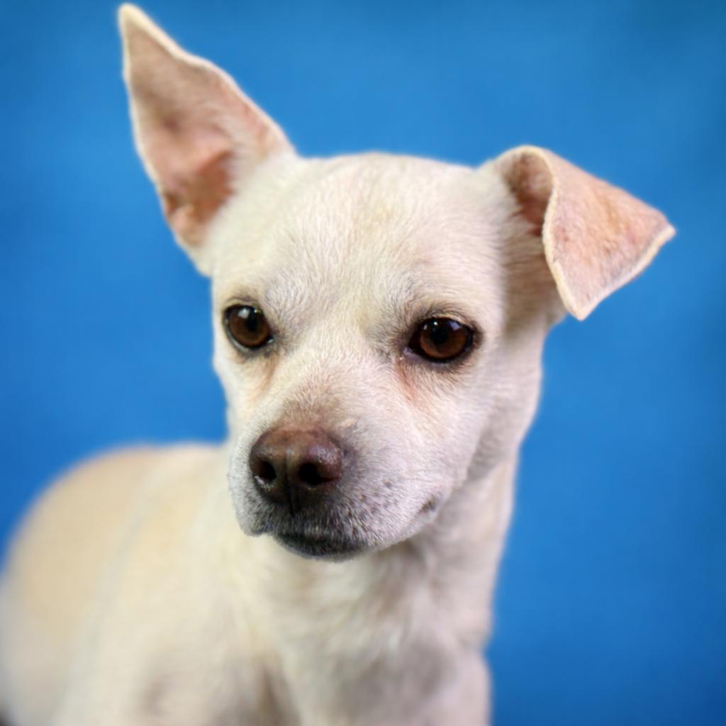 Reese: Gentle, friendly cutie, Adoptable, Young Male Chihuahua.