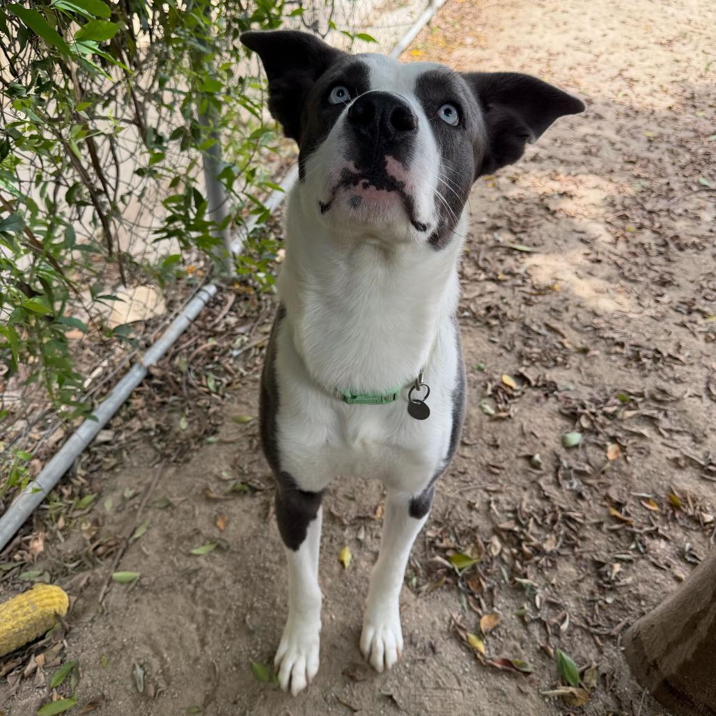 Enlarge Iceman, a Adoptable mixed breed in Riverside, CA image 1/6