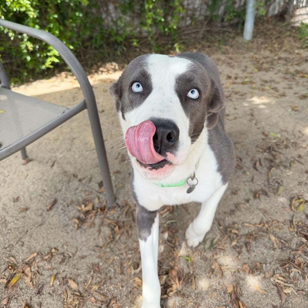 Enlarge Iceman, a Adoptable mixed breed in Riverside, CA image 2/6