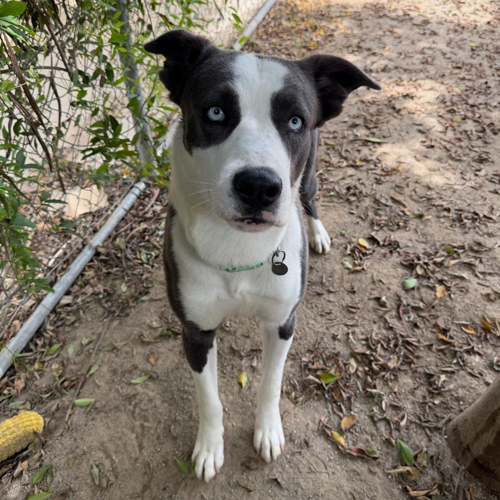 Enlarge Iceman, a Adoptable mixed breed in Riverside, CA image 3/6