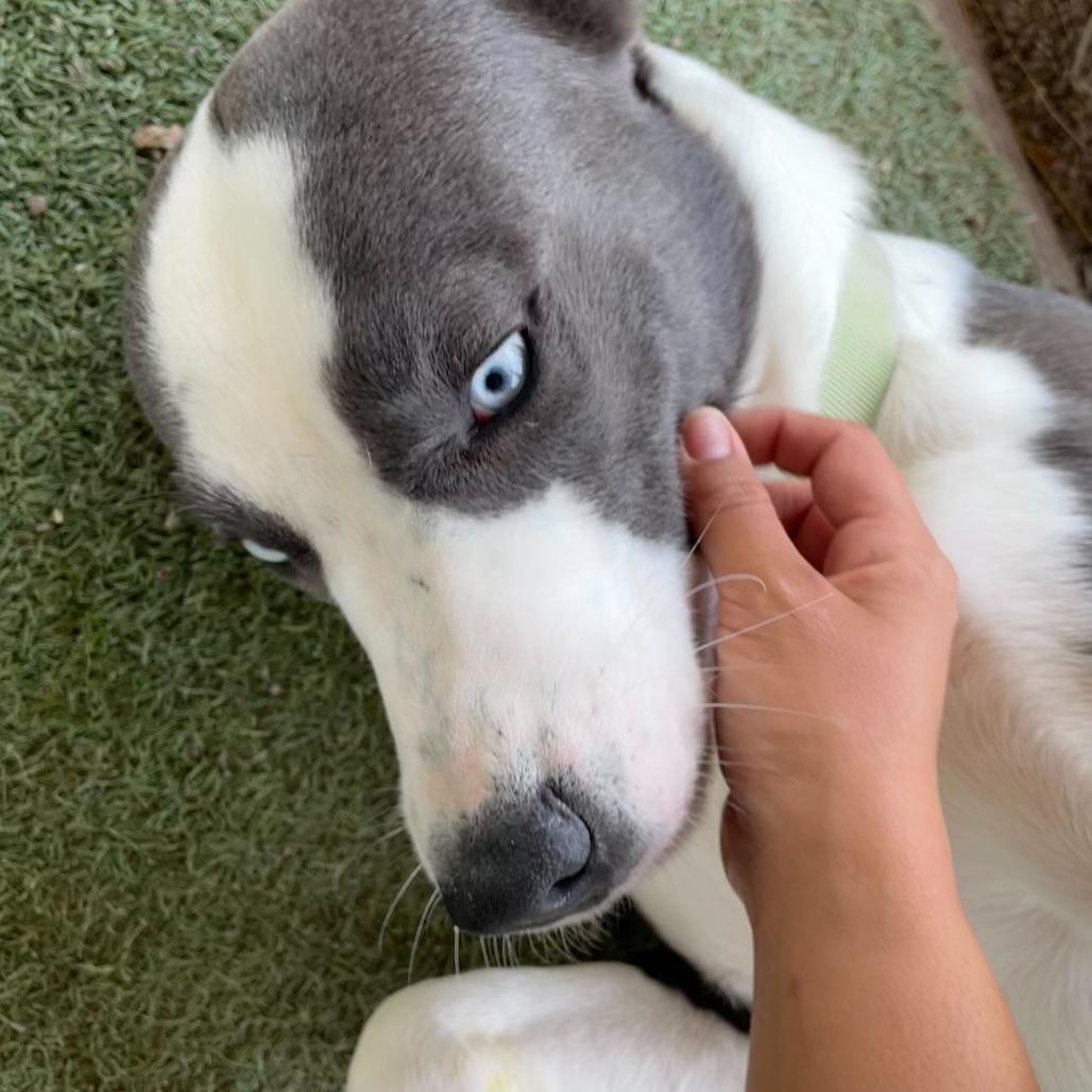 Enlarge Iceman, a Adoptable mixed breed in Riverside, CA image 4/6