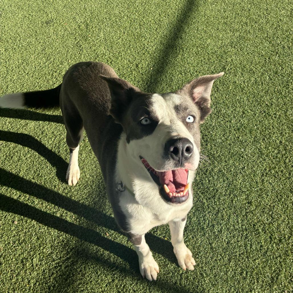 Enlarge Iceman, a Adoptable mixed breed in Riverside, CA image 5/6