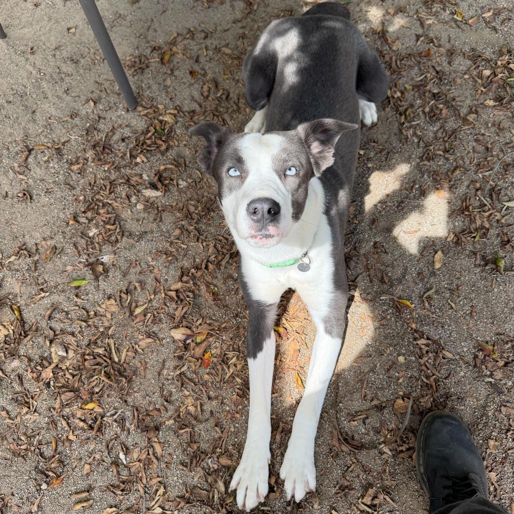 Enlarge Iceman, a Adoptable mixed breed in Riverside, CA image 6/6