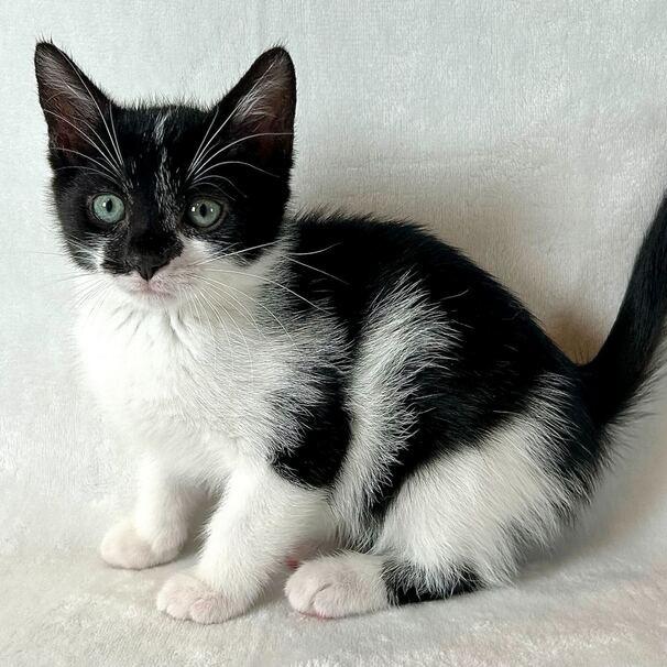 Nehemiah, Adoptable, Kitten Male Domestic Short Hair.