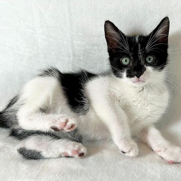 Nehemiah, a Adoptable Domestic Short Hair in Johnson City, TN image 2/4