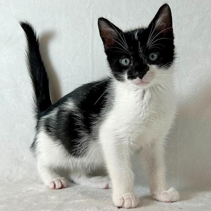 Nehemiah, a Adoptable Domestic Short Hair in Johnson City, TN image 3/4