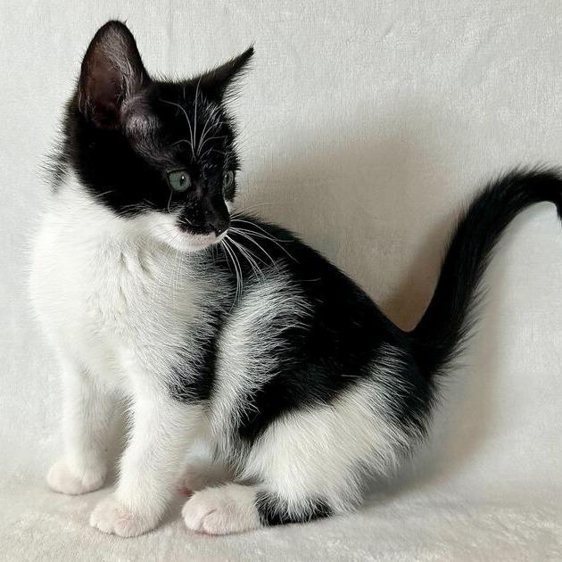 Nehemiah, a Adoptable Domestic Short Hair in Johnson City, TN image 4/4