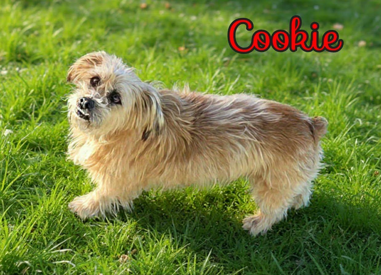 Enlarge Brownie & Cookie, a ADOPTABLE mixed breed in Grove, OK image 5/5