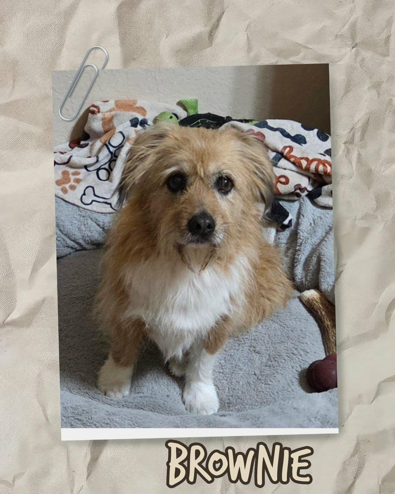 Enlarge Brownie & Cookie, a ADOPTABLE mixed breed in Grove, OK image 3/5