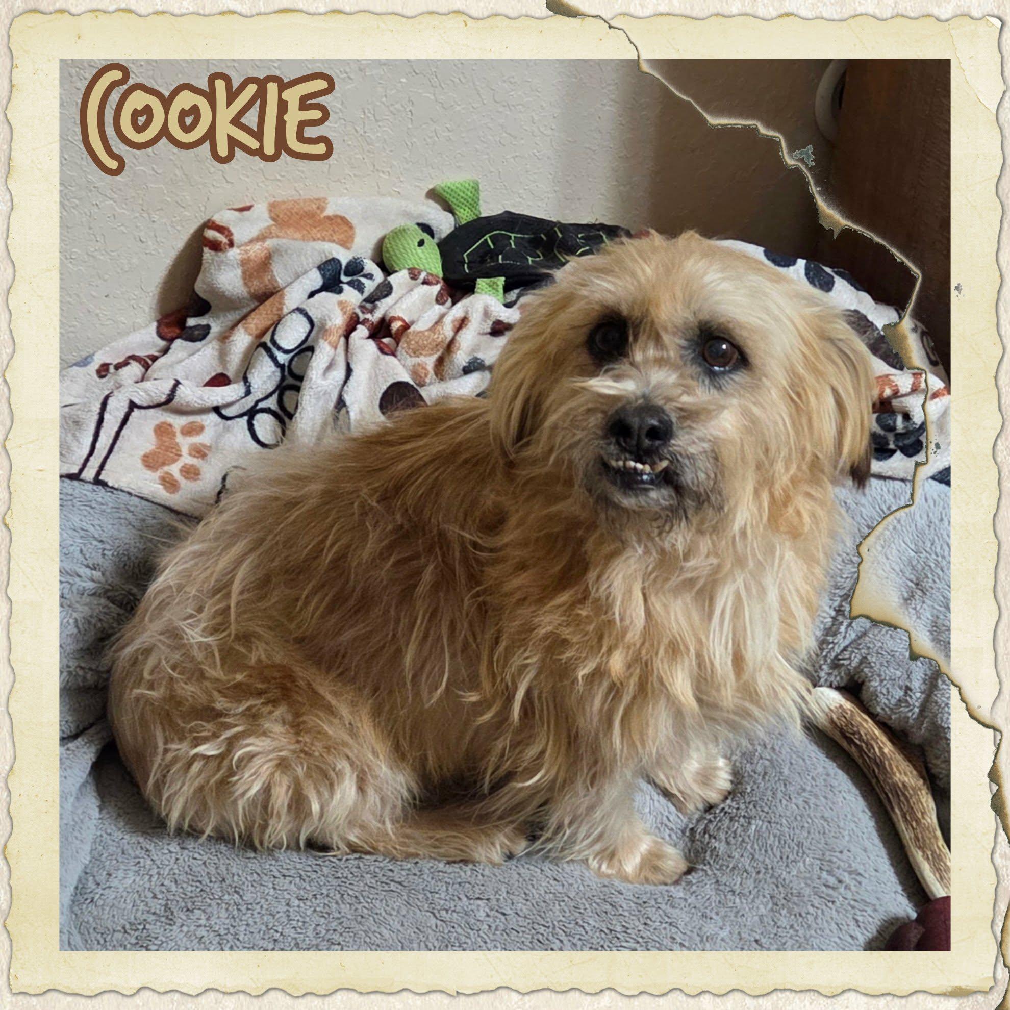 Enlarge Brownie & Cookie, a ADOPTABLE mixed breed in Grove, OK image 4/5