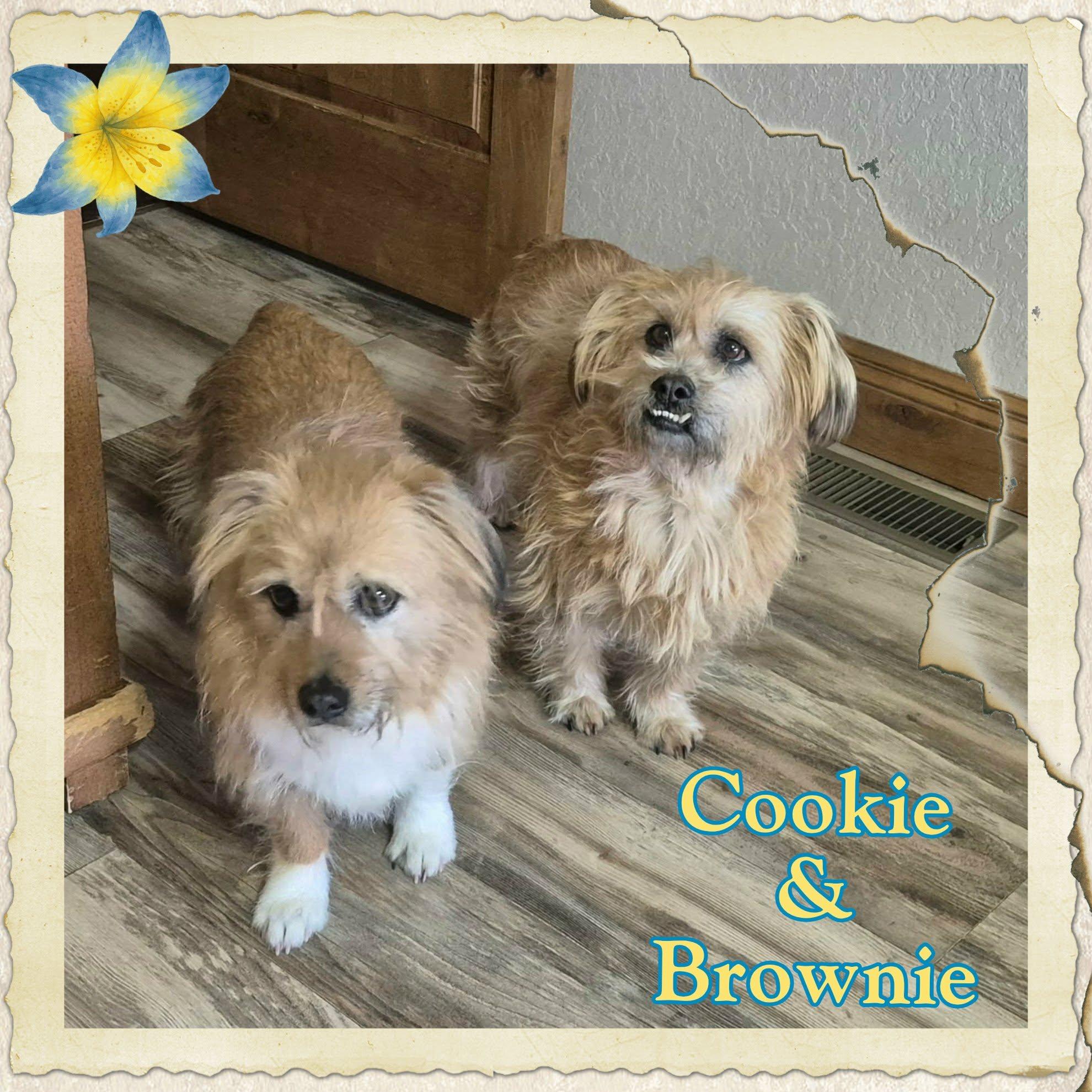 Enlarge Brownie & Cookie, a ADOPTABLE mixed breed in Grove, OK image 1/5
