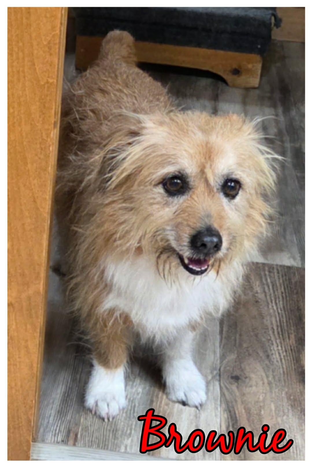 Enlarge Brownie & Cookie, a ADOPTABLE mixed breed in Grove, OK image 2/5