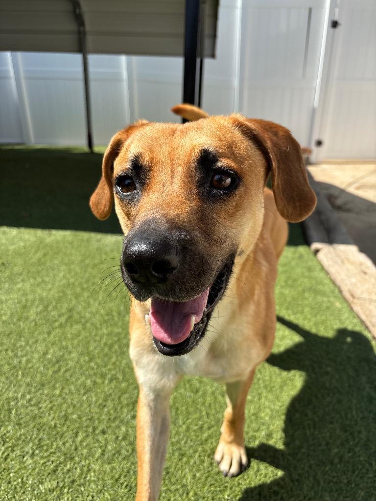 Enlarge Miami, a Adoptable mixed breed in Fayetteville, AR image 1/6
